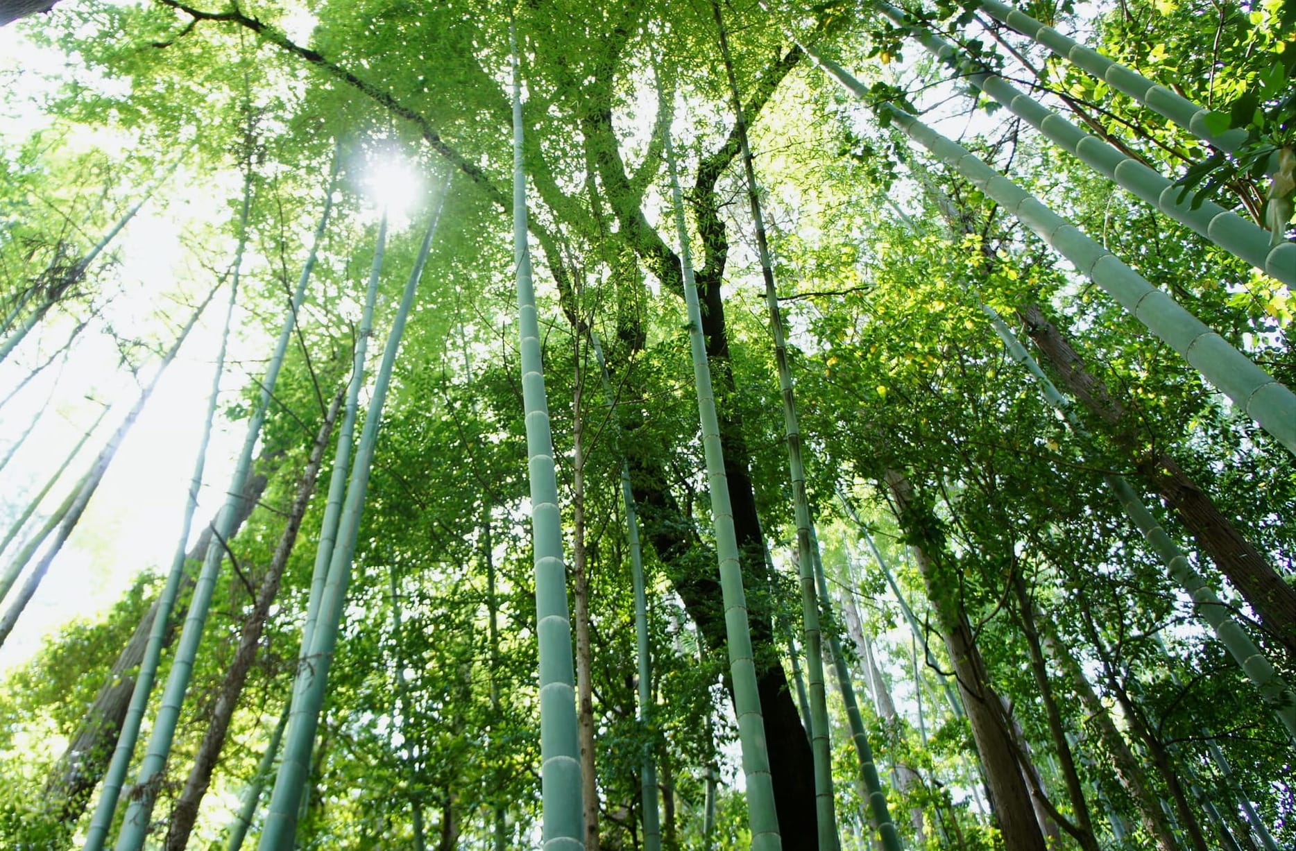 A trip to Kyoto