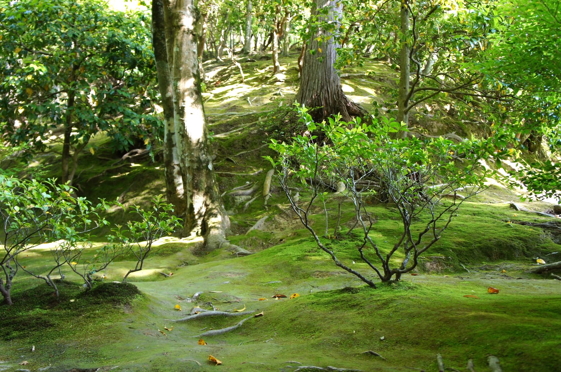 A trip to Kyoto